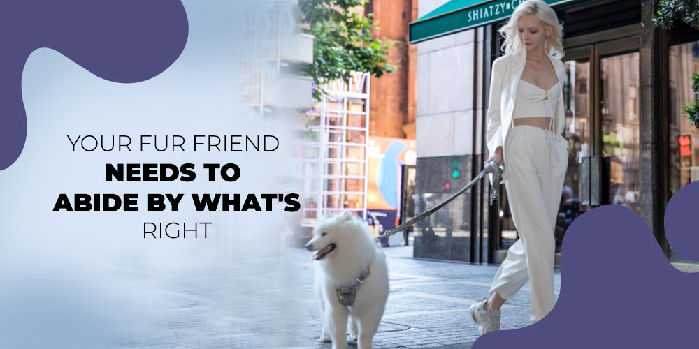What is the best way to train and discipline your dog?